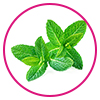 peppermint - Beauty Relay India